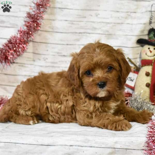 Sparkle, Cavapoo Puppy